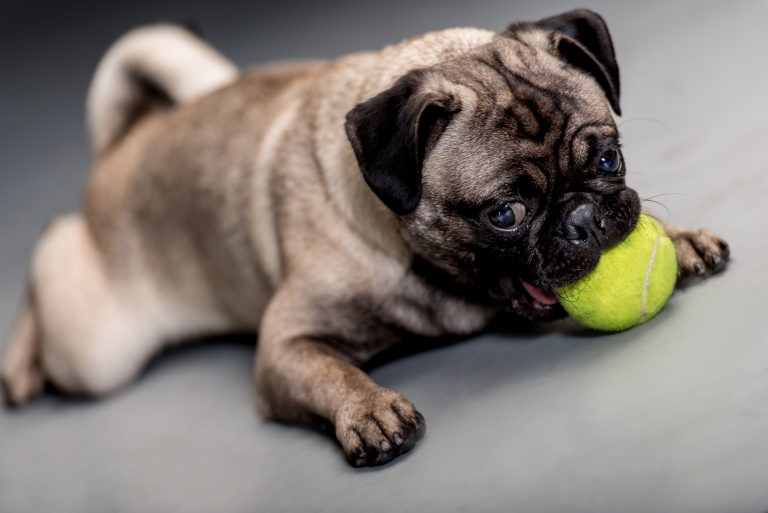 Freestock images libres de droit animal et chien avec une balle dans la bouche